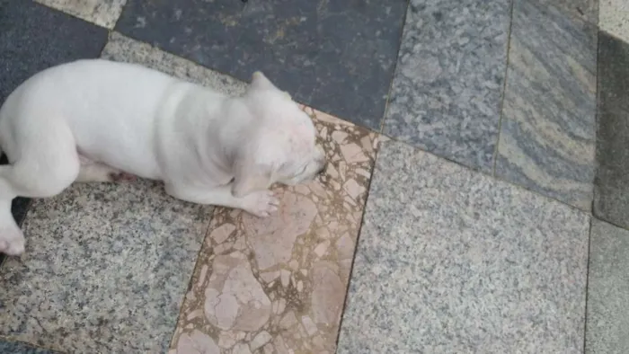 Cachorro raça  idade Abaixo de 2 meses nome Sem nomes
