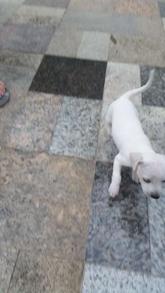 Cachorro raça  idade Abaixo de 2 meses nome Sem nomes