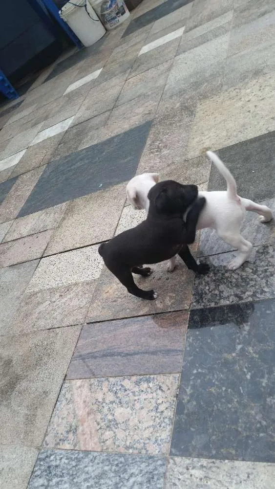 Cachorro raça  idade Abaixo de 2 meses nome Sem nomes