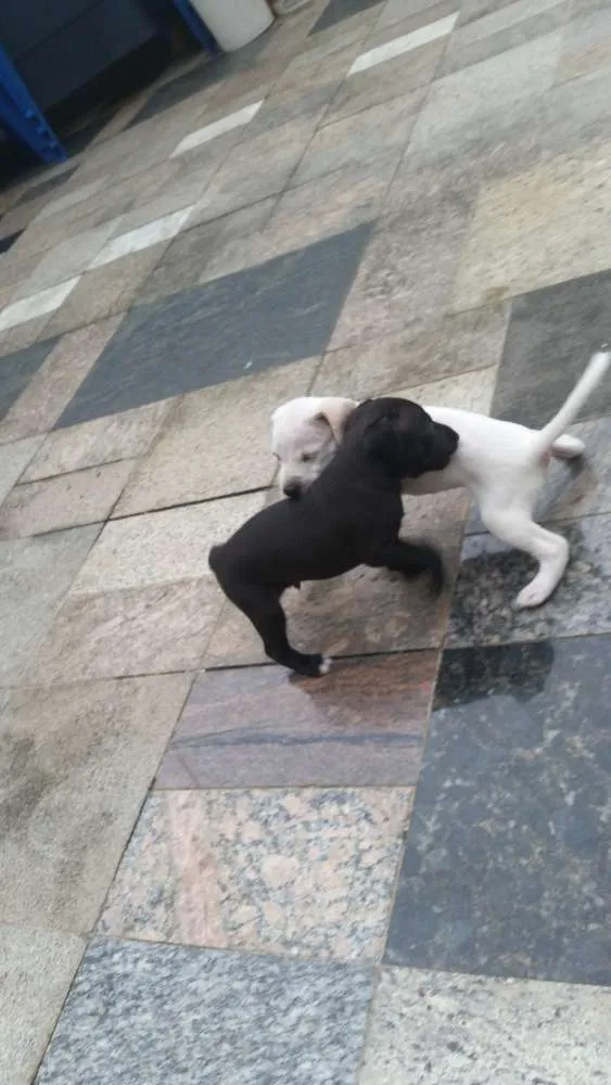 Cachorro raça  idade Abaixo de 2 meses nome Sem nomes