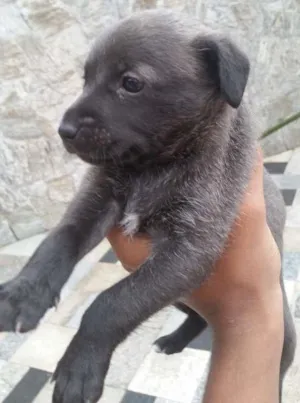 Cachorro raça  idade Abaixo de 2 meses nome Sem nomes