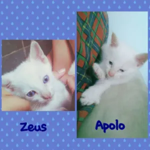 Gato raça SRD idade Abaixo de 2 meses nome Zeus e Apolo