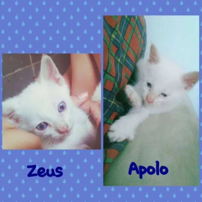 Gato raça SRD idade Abaixo de 2 meses nome Zeus e Apolo