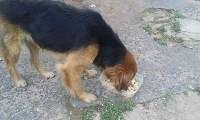 Cachorro ra a Sem raca definida idade 1 ano nome Mel