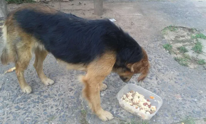 Cachorro ra a Sem raca definida idade 1 ano nome Mel