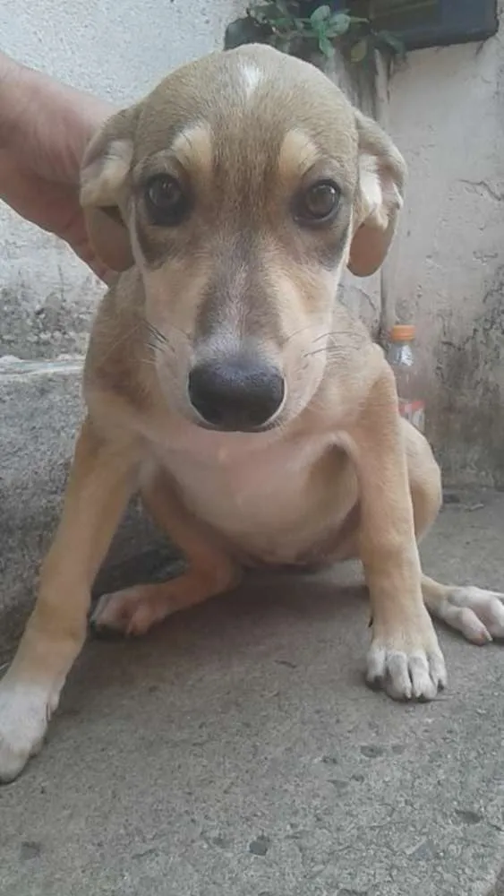 Cachorro ra a SRD idade 3 anos nome BRIGITE