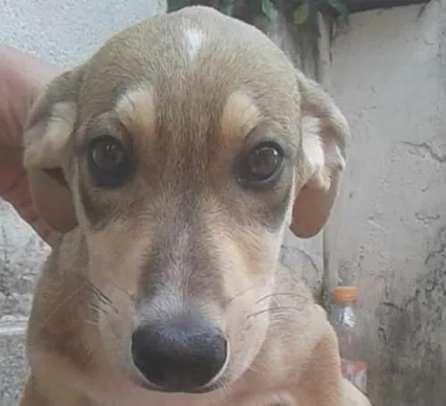 Cachorro ra a SRD idade 3 anos nome BRIGITE