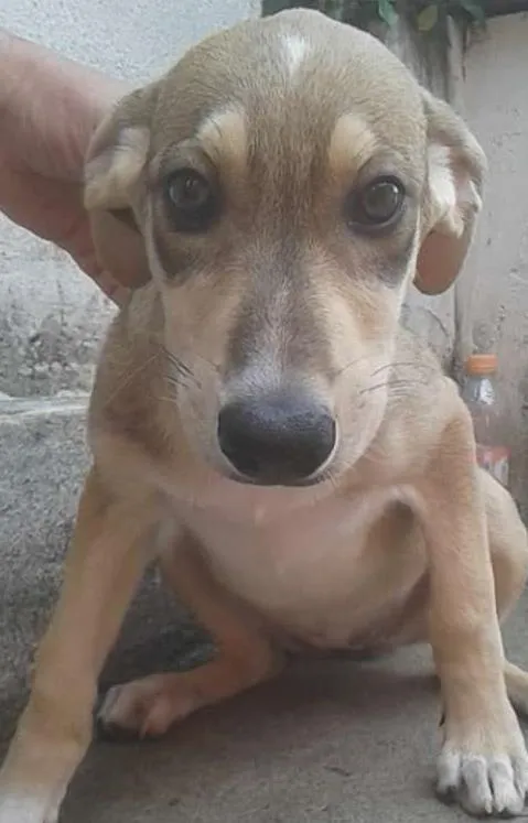 Cachorro ra a SRD idade 3 anos nome BRIGITE