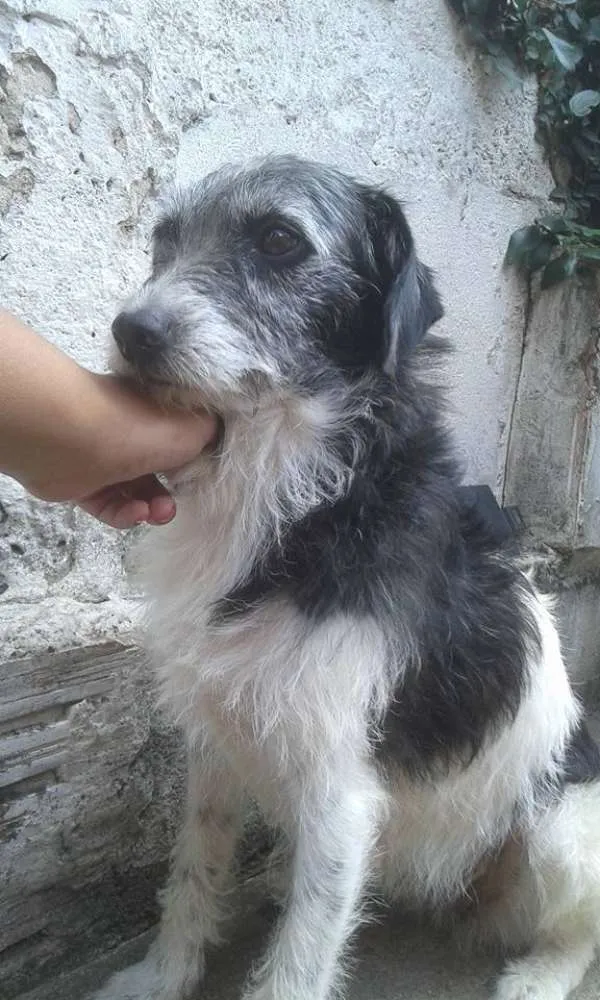 Cachorro ra a SRD idade 2 anos nome Kati
