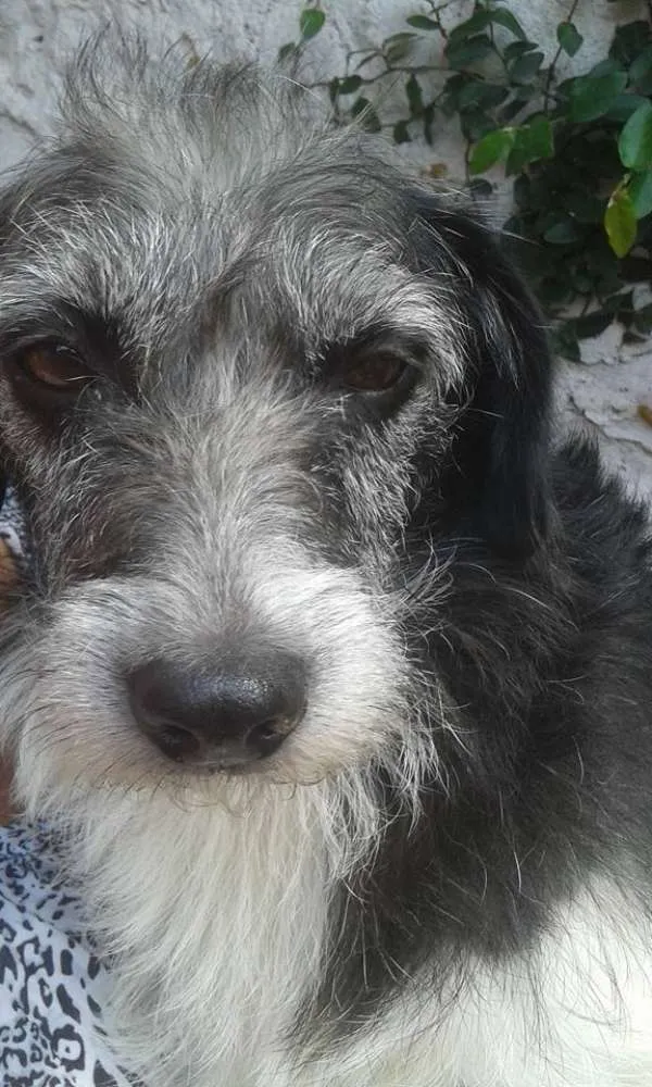 Cachorro ra a SRD idade 2 anos nome Kati