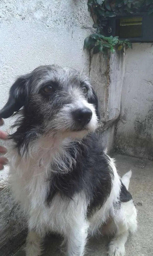Cachorro ra a SRD idade 2 anos nome Kati