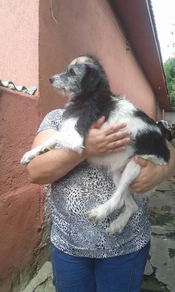 Cachorro ra a SRD idade 2 anos nome Kati
