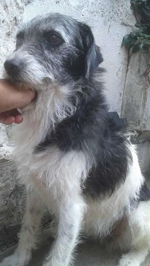 Cachorro ra a SRD idade 2 anos nome Kati