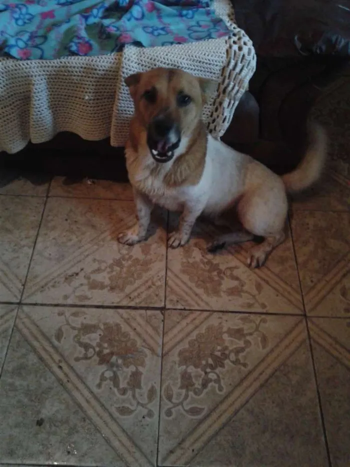 Cachorro ra a SRD idade 1 ano nome hoshi