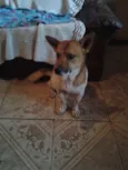 hoshi