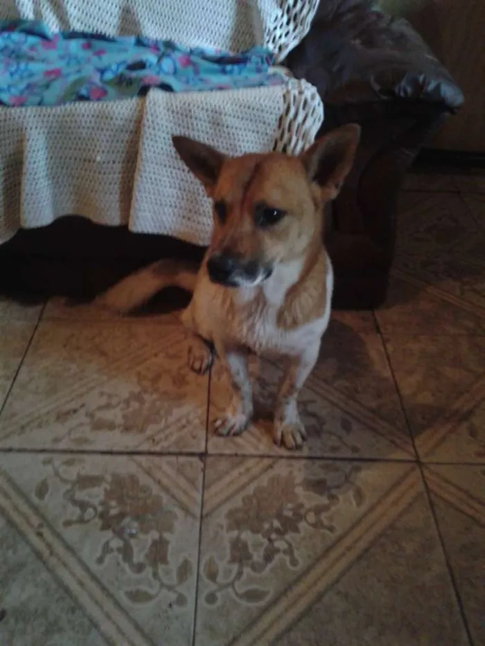 Cachorro ra a SRD idade 1 ano nome hoshi