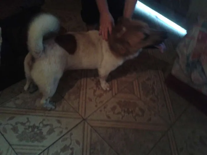 Cachorro ra a SRD idade 1 ano nome hoshi