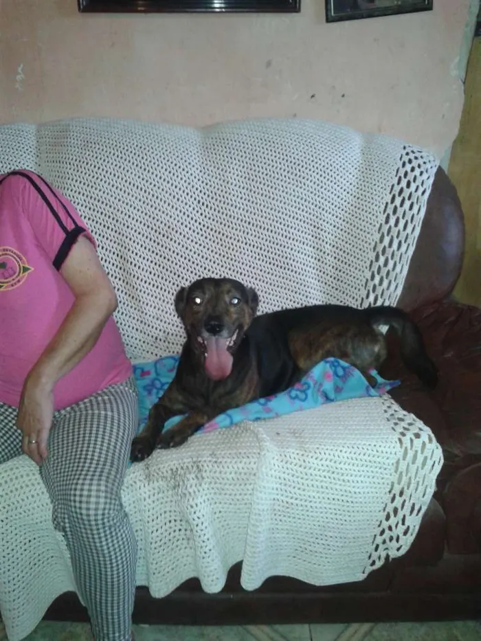 Cachorro ra a SRD idade 1 ano nome billy