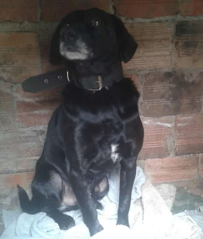 Cachorro ra a SRD idade 1 ano nome spud