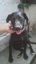 Suzete