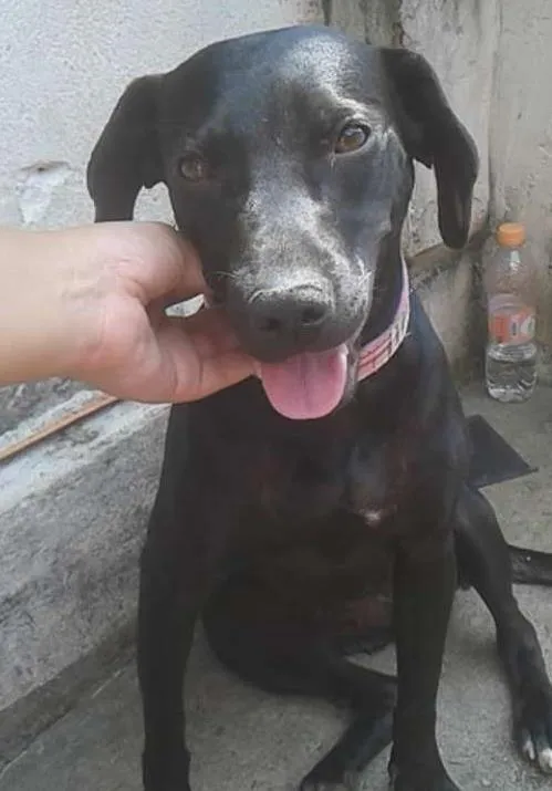 Cachorro ra a SRD idade 2 anos nome Suzete