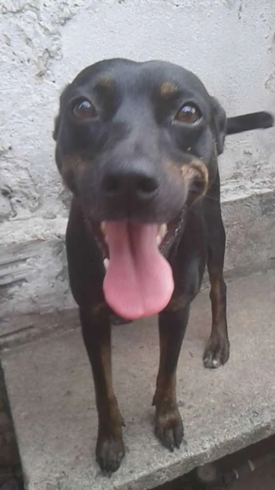 Cachorro ra a SRD idade 4 anos nome Flor