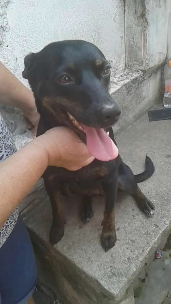 Cachorro ra a SRD idade 4 anos nome Flor