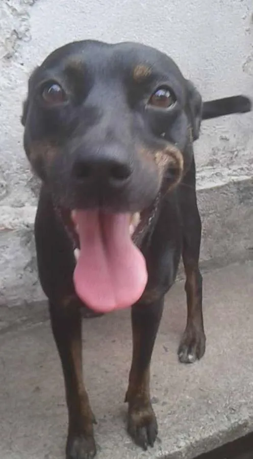 Cachorro ra a SRD idade 4 anos nome Flor