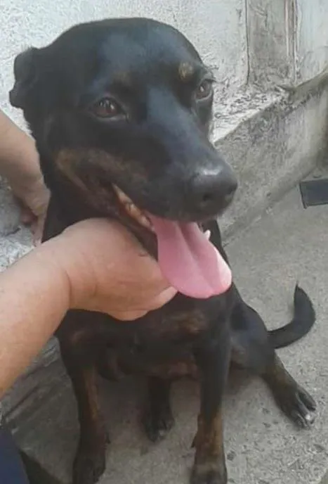 Cachorro ra a SRD idade 4 anos nome Flor