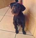 Estrela