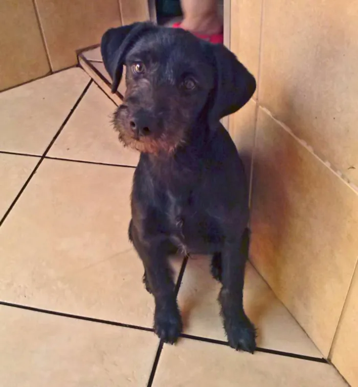 Cachorro ra a SRD idade 7 a 11 meses nome Estrela