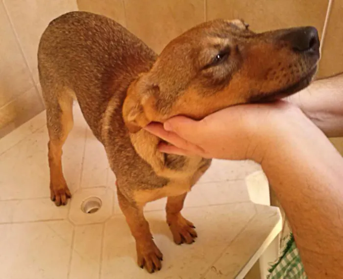 Cachorro ra a SRD idade 7 a 11 meses nome Tufão
