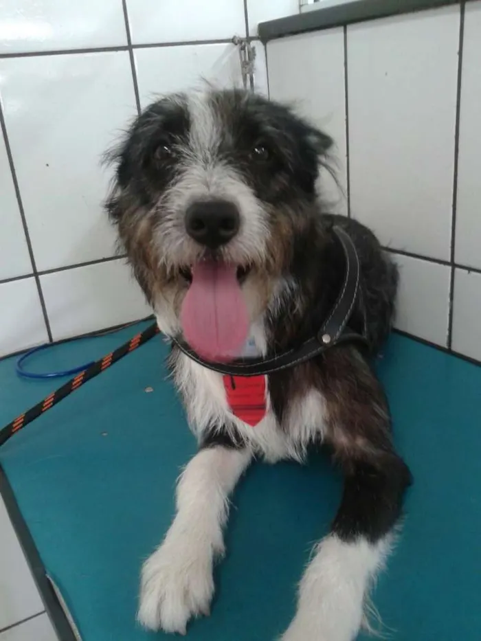 Cachorro raça SRD idade 1 ano nome Nstor