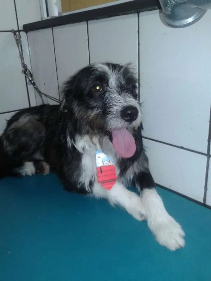 Cachorro raça SRD idade 1 ano nome Nstor