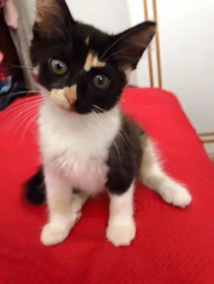 Gato raça PCB idade 2 a 6 meses nome Pérola