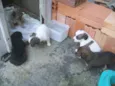 Galera