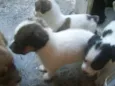 Galera