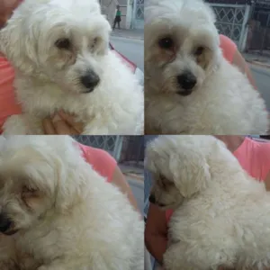 Cachorro raça Poodle idade 4 anos nome Guerreiro