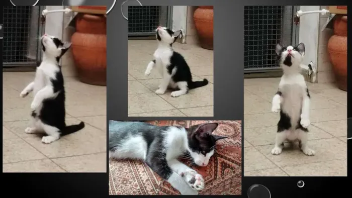 Gato ra a SRD idade 2 a 6 meses nome Frajola
