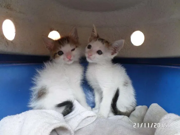 Gato raça SRD idade Abaixo de 2 meses nome Sem nomes