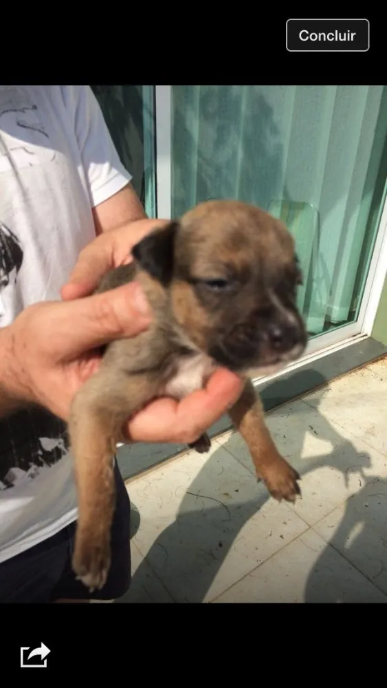 Cachorro ra a SDR  idade Abaixo de 2 meses nome Varios filhotinhos 