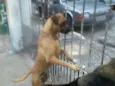 Cachorro raça boxer/rotweller idade 6 ou mais anos nome dandara