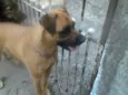 Cachorro raça boxer/rotweller idade 6 ou mais anos nome dandara