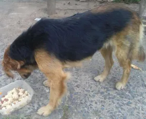 Cachorro raça Sem raca definida idade 1 ano nome Mel