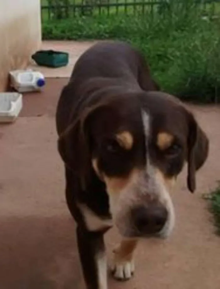 Cachorro ra a SRD idade 1 ano nome Marley
