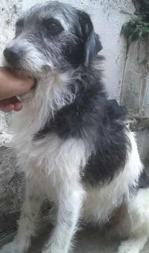 Cachorro raça SRD idade 2 anos nome Kati