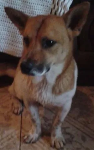 Cachorro raça SRD idade 1 ano nome hoshi