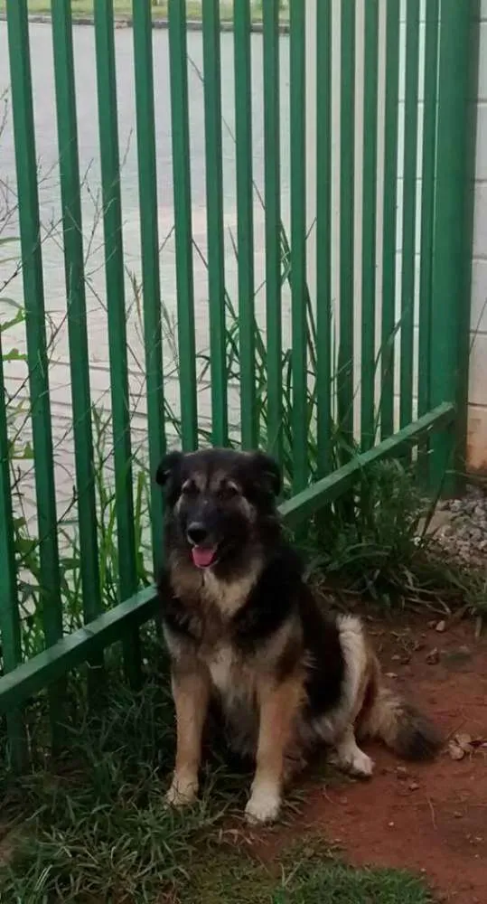 Cachorro ra a SRD idade 5 anos nome Flor
