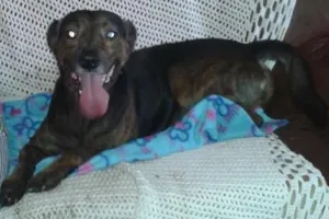 Cachorro raça SRD idade 1 ano nome billy