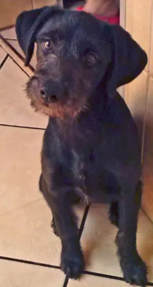 Cachorro raça SRD idade 7 a 11 meses nome Estrela